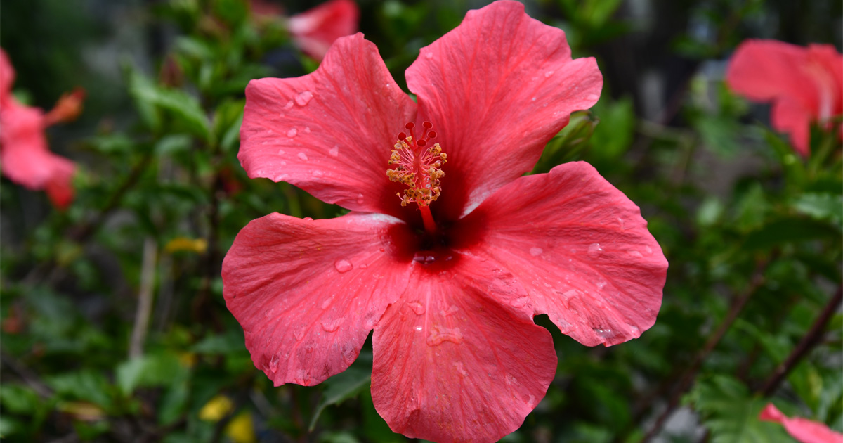 Insel Mainau on Twitter "🌺 Der Hibiskus (Hibiscus rosasinensis) ist
