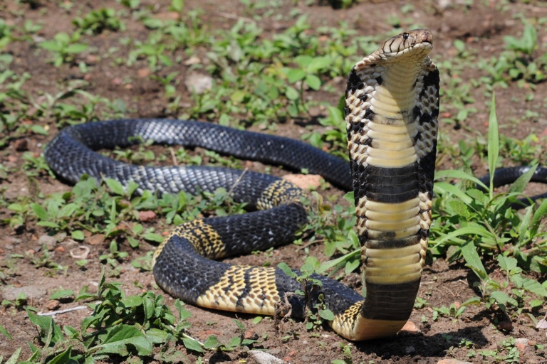 DFW Scanner (@dfwscanner) on Twitter photo Police and animal services are warning residents of a dangerous and venomous snake that escaped its enclosure from a home in Grand Prairie. ππππ’ππ’ππ₯π¬ π‘ππ―π π°ππ«π§ππ π©ππ¨π©π₯π π§π¨π ππ¨ ππ©π©π«π¨πππ‘ ππ‘π π¬π§ππ€π. More bit.ly/3Adghay Police and animal services are warning residents of a dangerous and venomous snake that escaped its enclosure from a home in Grand Prairie. ππππ’ππ’ππ₯π¬ π‘ππ―π π°ππ«π§ππ π©ππ¨π©π₯π π§π¨π ππ¨ ππ©π©π«π¨πππ‘ ππ‘π π¬π§ππ€π. More bit.ly/3Adghay