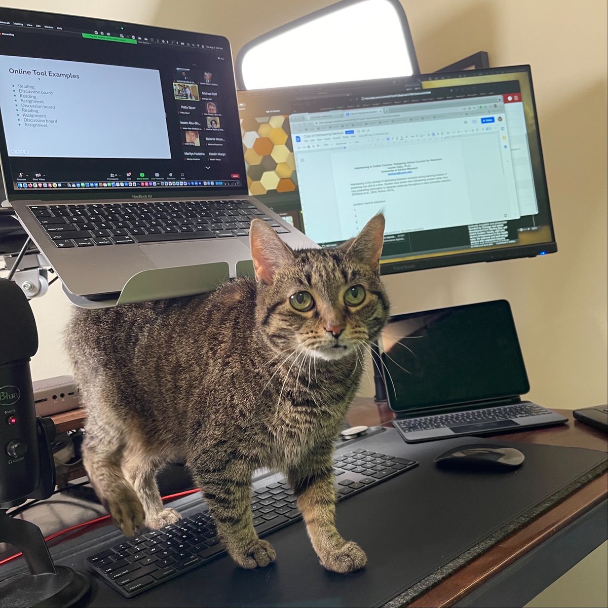 UWDEPD's tweet photo. We love seeing those adorable #DTLpets!  Shout-out to Charlotte Jones-Robert for sharing Jellybean and James Moore for sharing this stripey companion, a first-time conference attendee.  :) Keep those photos coming!  @UWDEPD #UWdtl https://t.co/pX18Q2e5YC