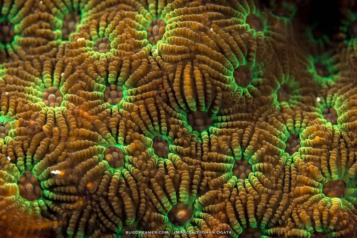 cade_usa's tweet image. Awesome close up of a favia from @_bugdreamer_ !

.

.

.

.

.

.

#bugdreamer #biodiversity #underwaterworld #marinelife #sea #ocean #nature #fish #planetearth #naturephotography #underwater #oceanconservation #marinebiology