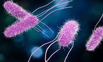 CDC_AMD's tweet photo. #AMDClips: A large-scale analysis of whole genome #sequencing data from #Salmonella demonstrated that Salmonella species and subspecies are genetically diverse. https://t.co/uJ3BmZSkq3 https://t.co/iXVMmIjUlo