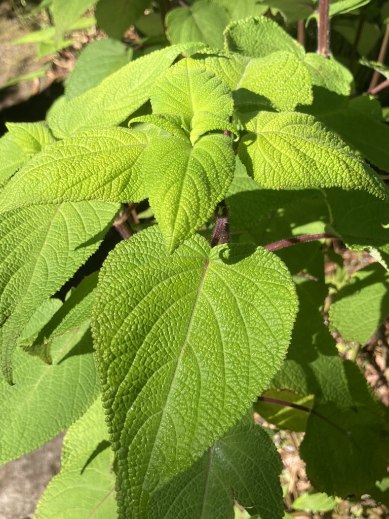 Andrew Gee 🌿 (@andrew_plants) on Twitter photo Does anyone know what Salvia this is please? Grows to at least 5 feet. Many thanks
<a href="/IanTeresaMoss/">Ian and Teresa Moss</a> <a href="/Littleashgarden/">🌿Helen Brown</a> <a href="/GardeningSaul/">Saul Walker</a> <a href="/loujnicholls/">Lou Nicholls</a> Does anyone know what Salvia this is please? Grows to at least 5 feet. Many thanks
<a href="/IanTeresaMoss/">Ian and Teresa Moss</a> <a href="/Littleashgarden/">🌿Helen Brown</a> <a href="/GardeningSaul/">Saul Walker</a> <a href="/loujnicholls/">Lou Nicholls</a>
