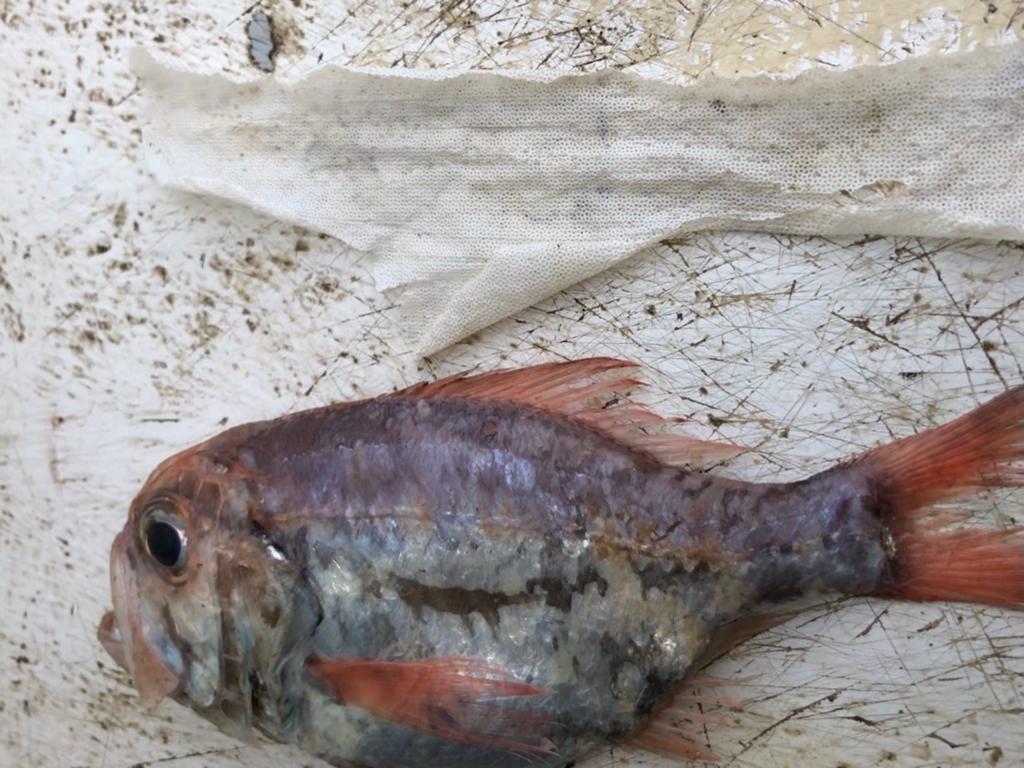 Tornem a rebre fotos del nostre amic pescador, peix amb compresa a la boca, horror <a href="/SosCostaBrava/">SOS Costa Brava 🌊🌊 #ProuCimentMésPinedes</a> <a href="/HelenaGMelero/">Helena Garcia Melero</a> <a href="/wwfbarcelona/">Grup Local WWF Barcelona</a> <a href="/ESBuenache/">Eva Saldaña Buenache</a> <a href="/territoricat/">Territori</a> <a href="/EPmedioambiente/">EP MedioAmbiente y Biodiversidad</a> <a href="/IAEDENSalvemEmp/">IAEDEN - Salvem l'Empordà 🧡</a> <a href="/ambienteeuropeo/">ASOCIACIÓN AMBIENTE EUROPEO</a> <a href="/basurasmarinas/">AEBAM Basuras Marinas</a> <a href="/Vertidos_Cero/">Vertidos Cero</a> <a href="/xarxanetorg/">Xarxanet Actualitat</a> <a href="/submon/">Surbt</a> <a href="/ecologistes/">Ecologistes en Acció de Catalunya</a>