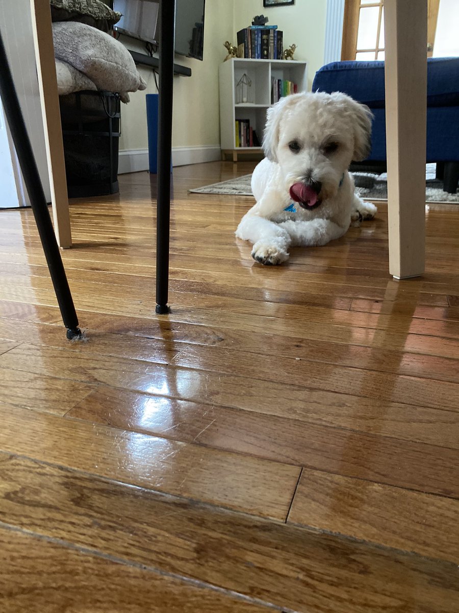 kroj7_'s tweet photo. @Mythical This is Kingston and he loves watching GMM with his mom and dad 🥰 @CarlitoStuart #GMMReadyPetGo https://t.co/B1nk2ykr6I