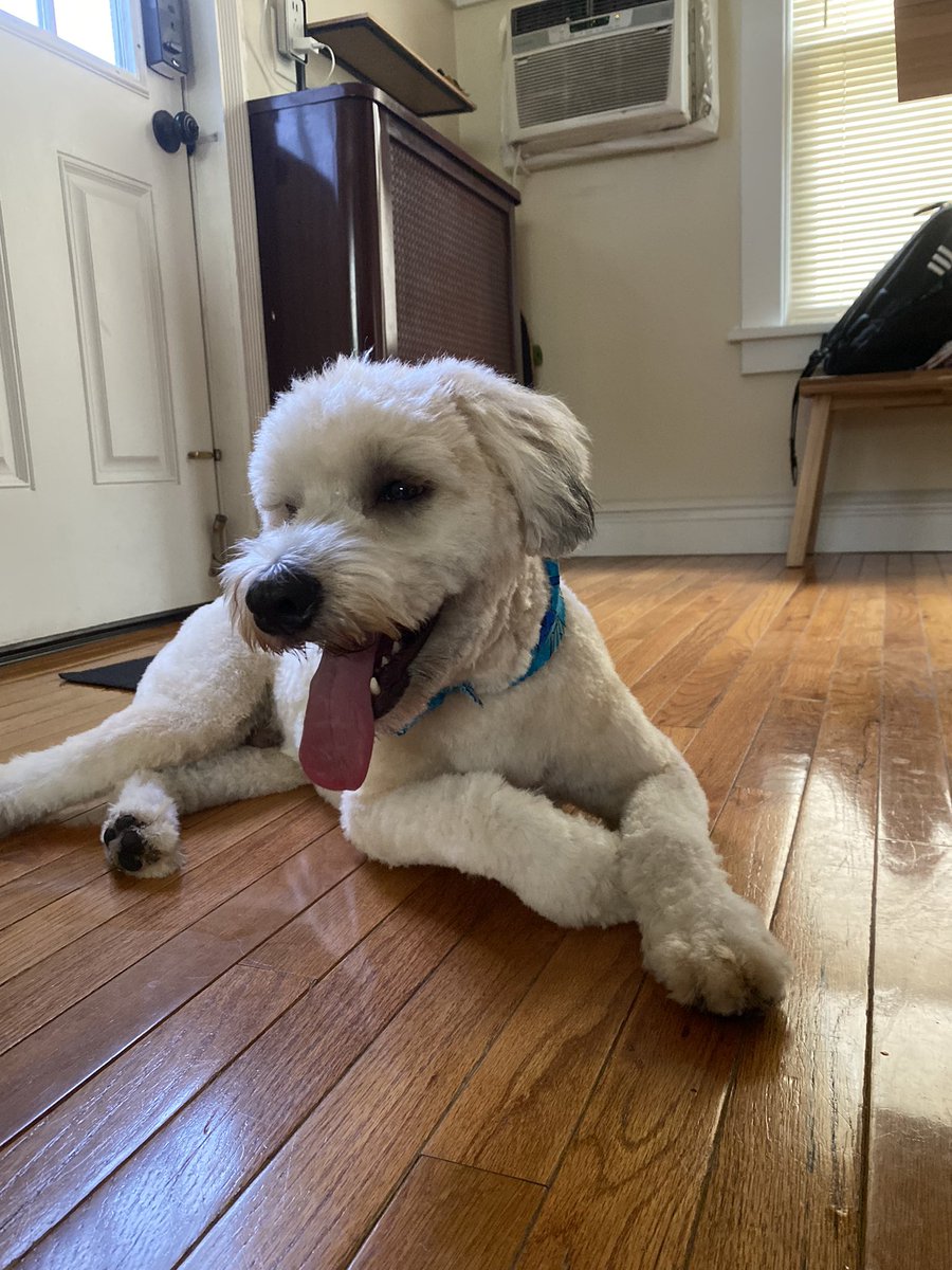 kroj7_'s tweet photo. @Mythical This is Kingston and he loves watching GMM with his mom and dad 🥰 @CarlitoStuart #GMMReadyPetGo https://t.co/B1nk2ykr6I