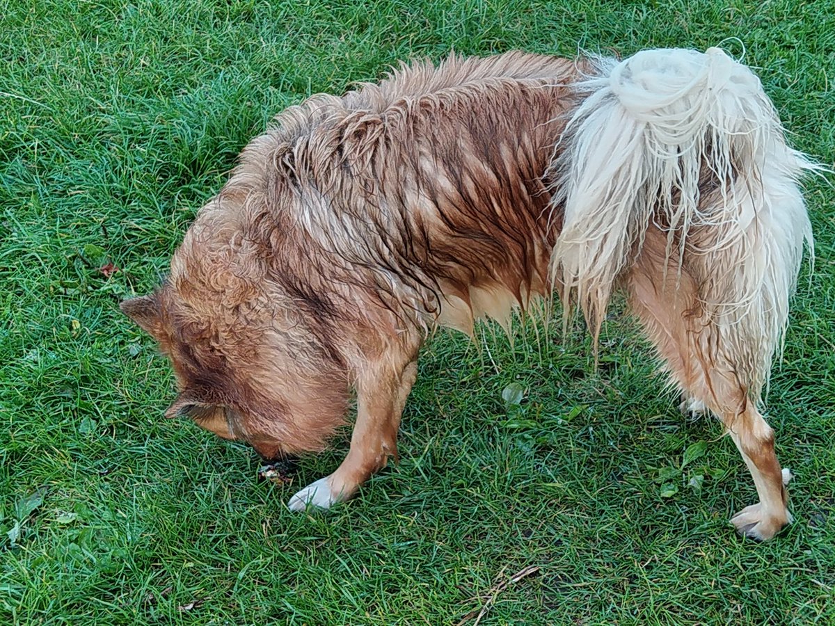 Vanavond mijn beurt om de hond uit te laten.