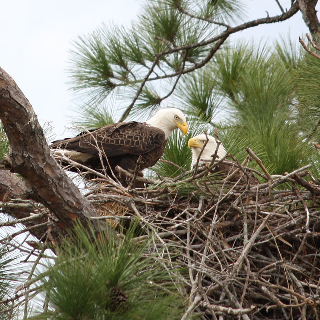 ASK THE EXPERTS: DO PERMANENTLY INJURED EAGLES EVER MATE? No. Captive eagle breeding is a very difficult process that requires HUGE enclosures to give the birds adequate space. It requires special permits and is no longer needed for eagle recovery. 🦅 🥚😯👍#OnlyinMN #YourEagleHQ