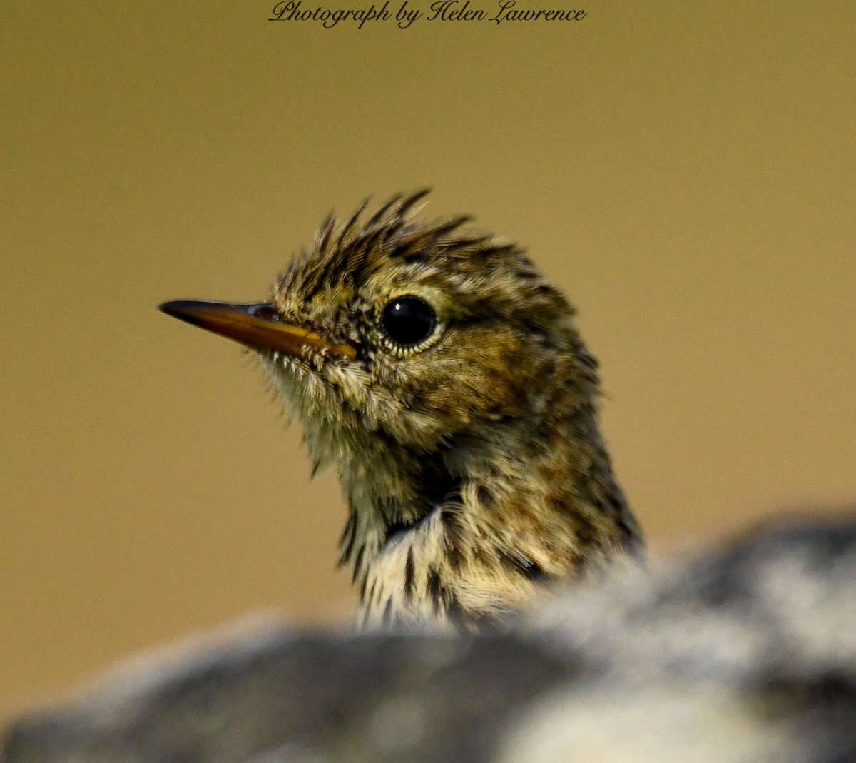 Ooh hello… #meadowpipit #birds #birdsoftwitter #birdphotography #birdwatching #NaturePhotography