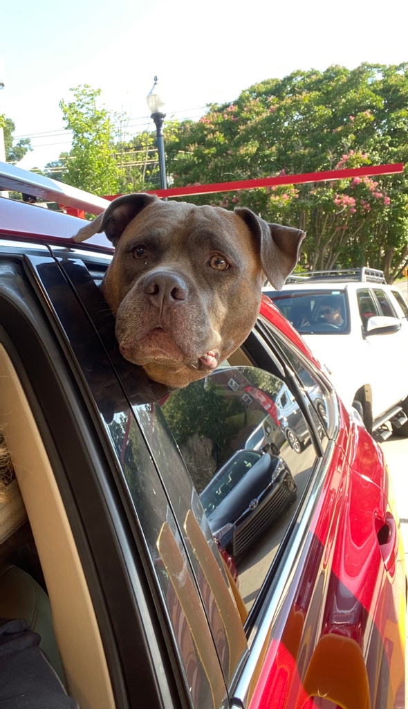 Remember that we have our Pups on the patio event TOMORROW MORNING!! We hope to see you all there for a time full of fun activities and treats.