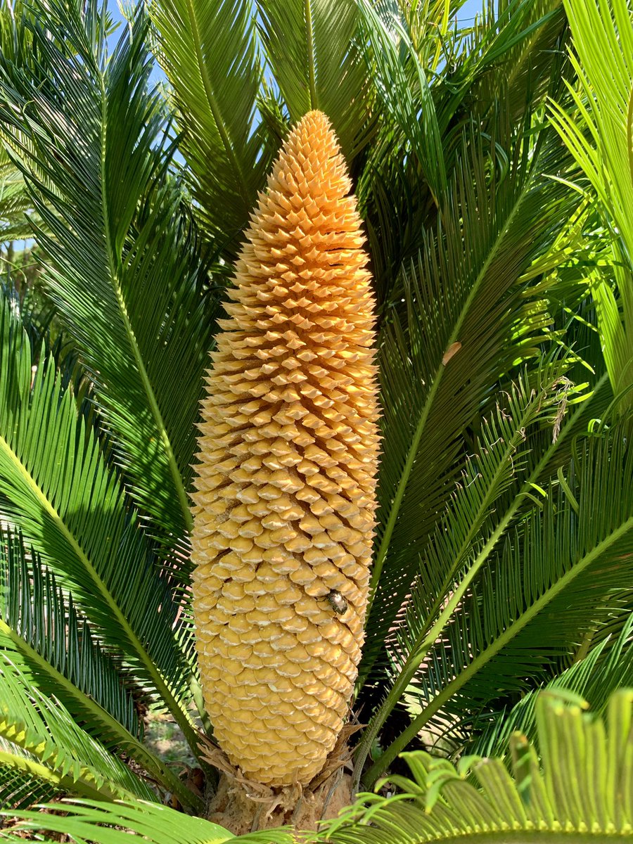 Cloudsailor 星羅の一日一花 ソテツ 蘇轍 の花 名称は枯れかかった時に鉄の釘を打ち込むと蘇るという伝承に由来 海岸近くの岩場に生育 雌雄異株 ソテツ科ソテツ属 日本列島の固有種 Japanese Sago Palm Sotetsu Cycas Revoluta Flowers Fleurs