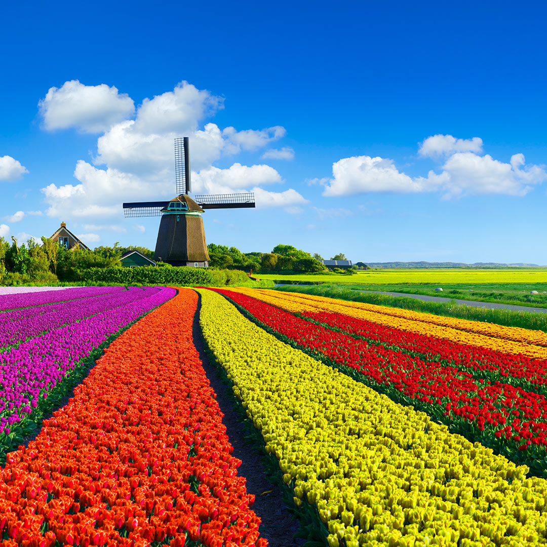 DVTravelPerks's tweet photo. Discover mouthwatering cheeses and delicate caramel waffles in a land of bright tulips, quaint villages, and charming canals. Let's plan your next luxury tour to the Netherlands; contact us today! (541) 349-0036 https://t.co/Sk3SslB3Jl