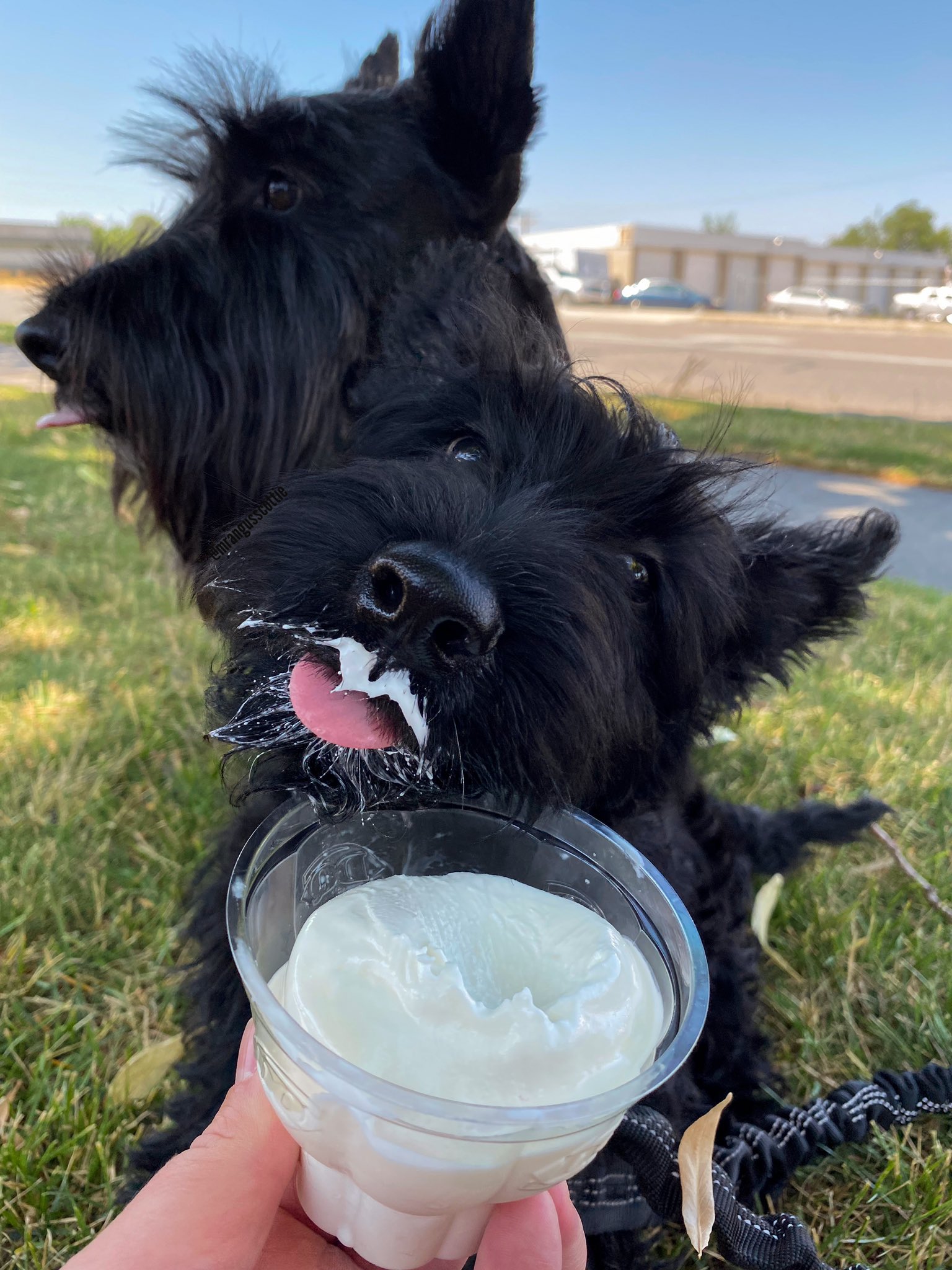 Does Dq Have Dog Ice Cream