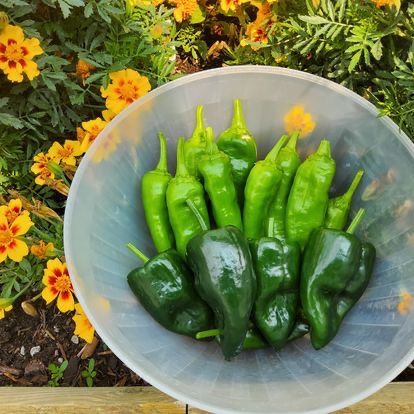 How is your garden?  Delicious we hope!