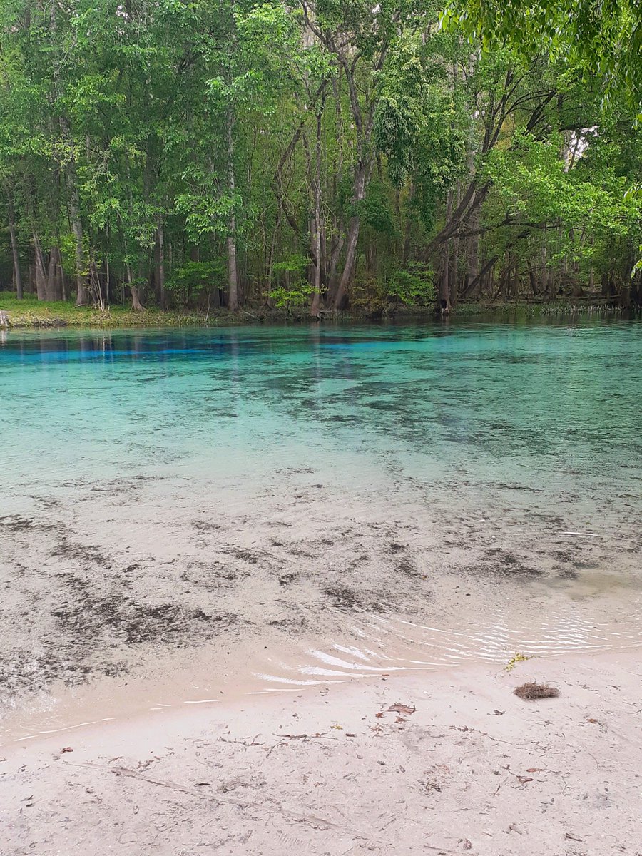 Such a gorgeous day canoeing at #bluespringsstateparkfl 💙🛶🧜🧜‍♂️💦🌴🌳🌾#FloridaSprings @AuthenticFL @LuxTravelHotels @FloridianCreat1 @born_saltwater #serenity #peacefulness #nature #springs #canoe