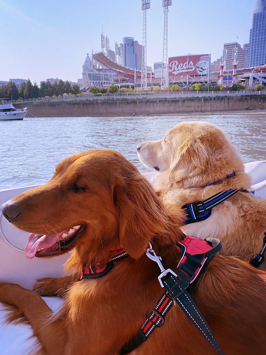 lisamckale's tweet photo. @Reds #crosley and #wrigley are ready for some ⚾️🐶 https://t.co/jJtINMFuMw