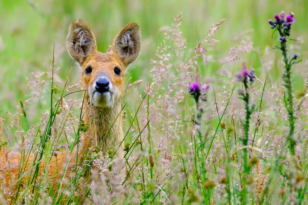 Do you think he spotted me? 😀
#chinesewaterdeer #vampiredeer #Norfolk #Norfolkbroads #Strumpshawfen #fujifilmxt3 #fujifilm_x #wildlife #wildlifephotography #edp24 #BBCWildlifePOTD