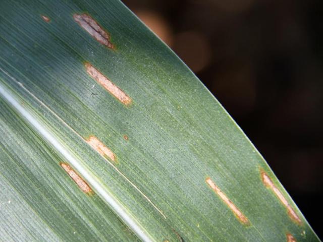 AFMPodcast's tweet photo. We are back with an episode focused on fungicide applications on corn. We checked in with @Schuhcows to discuss things to consider when making fungicide decisions this year! Listen at https://t.co/pfa7TMbTA1 https://t.co/o7rR3ut5aC