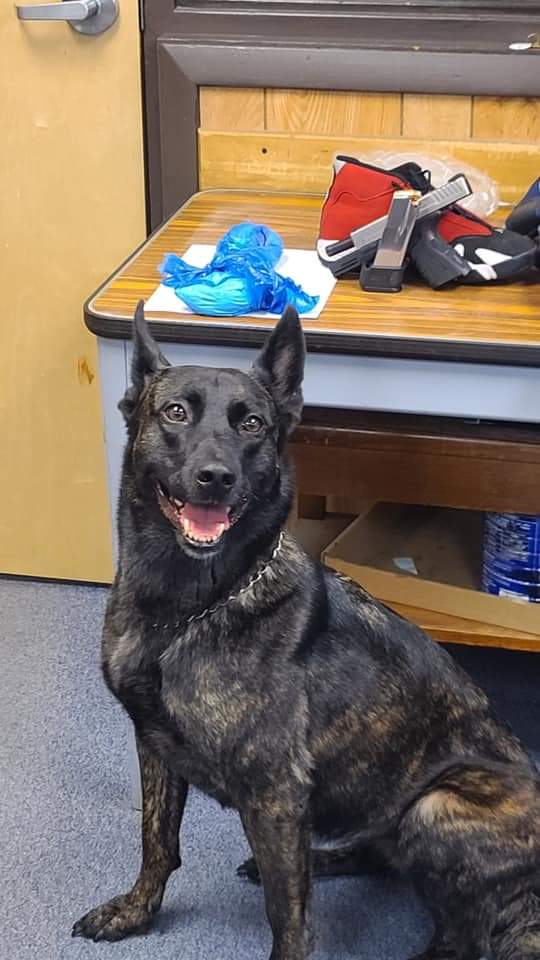 nyspolice's tweet photo. K9 โAmberโ was happy to assist on a traffic stop located on the New York State Thruway in Albany. Two men were arrested after she detected over 5 ounces of cocaine and a handgun, which was determined to be possessed illegally. Keep up the good work! ๐๐พ https://t.co/SobKmBbdwn