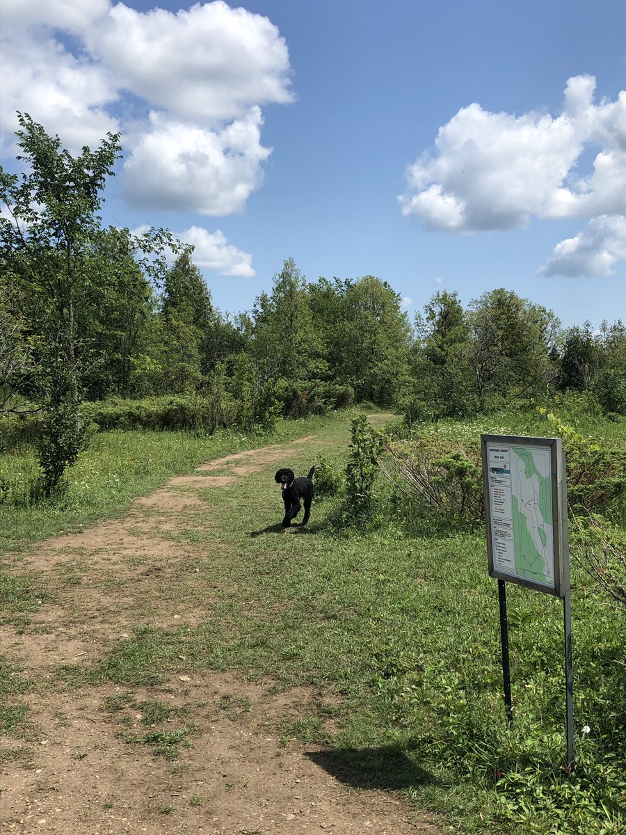TristanNuyens's tweet photo. And with that, #ocsbSummerSchool is over!! Congratulations to all students and teachers for completing another great round of Online school!! 

Now time to relax!!! 

First stop, the dog park!! 🐕 🐩 🐶 

@OCSBContEd #ocsb @DarBorland https://t.co/sRg8boUboP