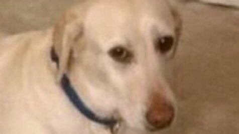 bestofnextdoor's tweet image. LOBSTER FOR SALE