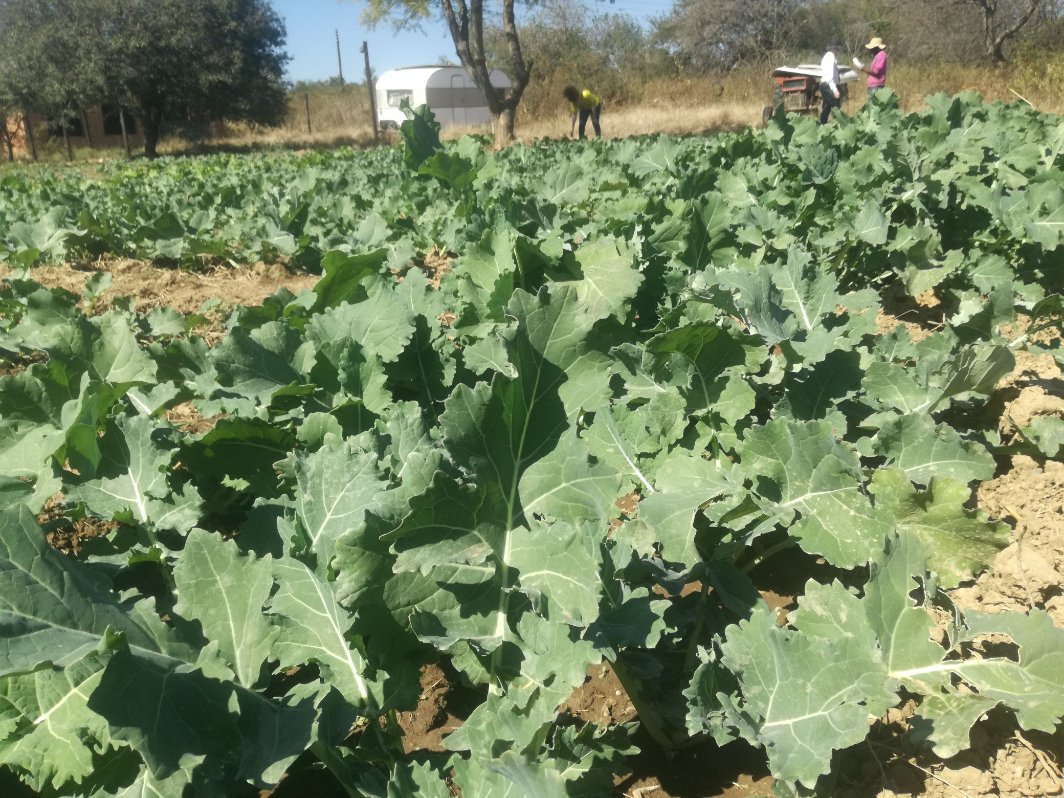 The_Tonga_Queen's tweet photo. Good evening wonderful people, well lm informed our vegetables are ready for harvest and this time the harvest is bigger, Tsunga, Rape and Spinach. Help us in finding market in Bulawayo, we tried to engage supermarkets but you know when you are not known it gets tougher https://t.co/O2rKjDQIys