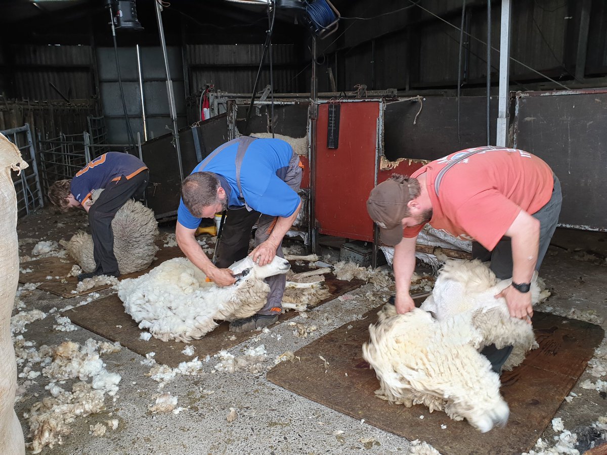 JanetteBudge's tweet photo. Yesterday was a fab but busy day helping with my brother's sheep clipping. These are the professionals! Charlie, Kenny and Duncan π #campaignforwool #croftinglife #shetland #shetlandmakker https://t.co/H0NfUi5xEc