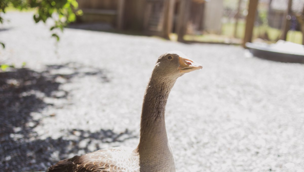 Come and say hello! It's a perfect day to step back into history, to say hello to the animals, and to have a tasty morsel to eat. We are here to meet all your holiday needs (food for thought, feed for the animals, and food for you!)
#friendlyanimals  #gooseontoulouse