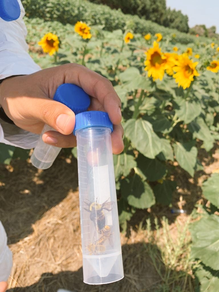 Luis17ochoa's tweet photo. Thanks to my advisor Jeff Bradshaw @true_bug I started my sunflower research trial evaluating insecticide-pollinators interaction in sunflowers at High Plains Agriculture Laboratory!! #sunflower #pollinators #IPM https://t.co/HW5DvvaOkq