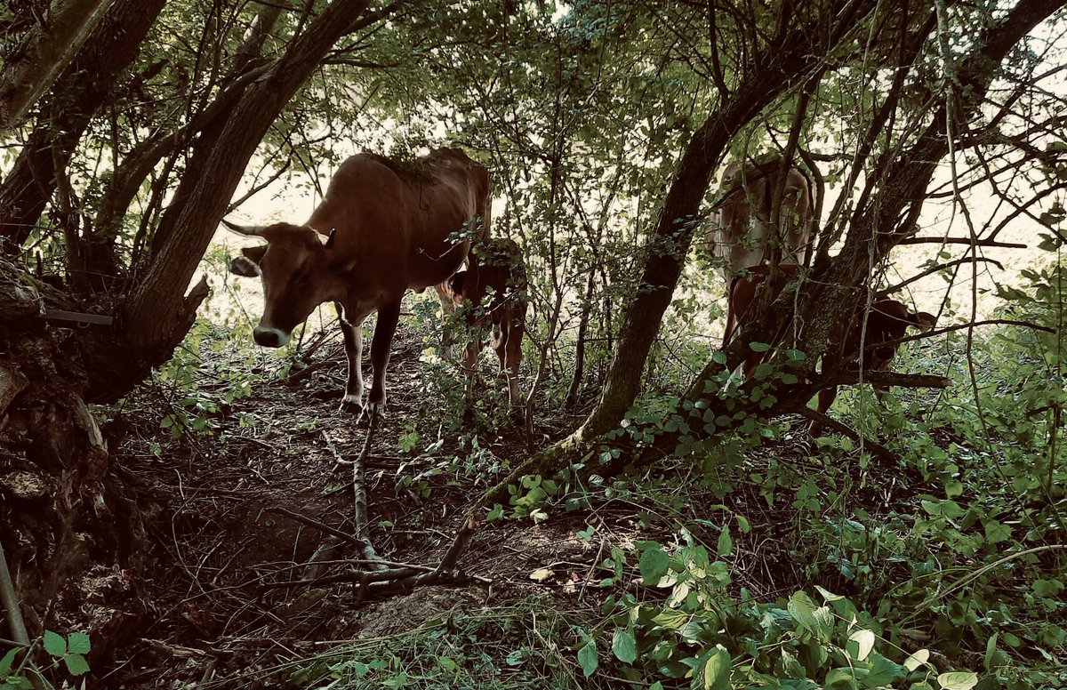 Auerrind Projekt tweet media