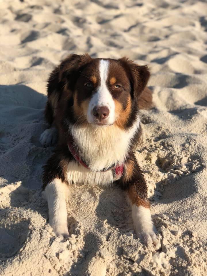 Fiona_DaSilva's tweet photo. toujours à la recherche de « Roméo » perdu secteur DAMBENOIS/NOMMAY voir + mtn depuis 15h30 si vous l’avez vus ou autre veuillez me contacter! #rt https://t.co/JlbCyPdZOJ