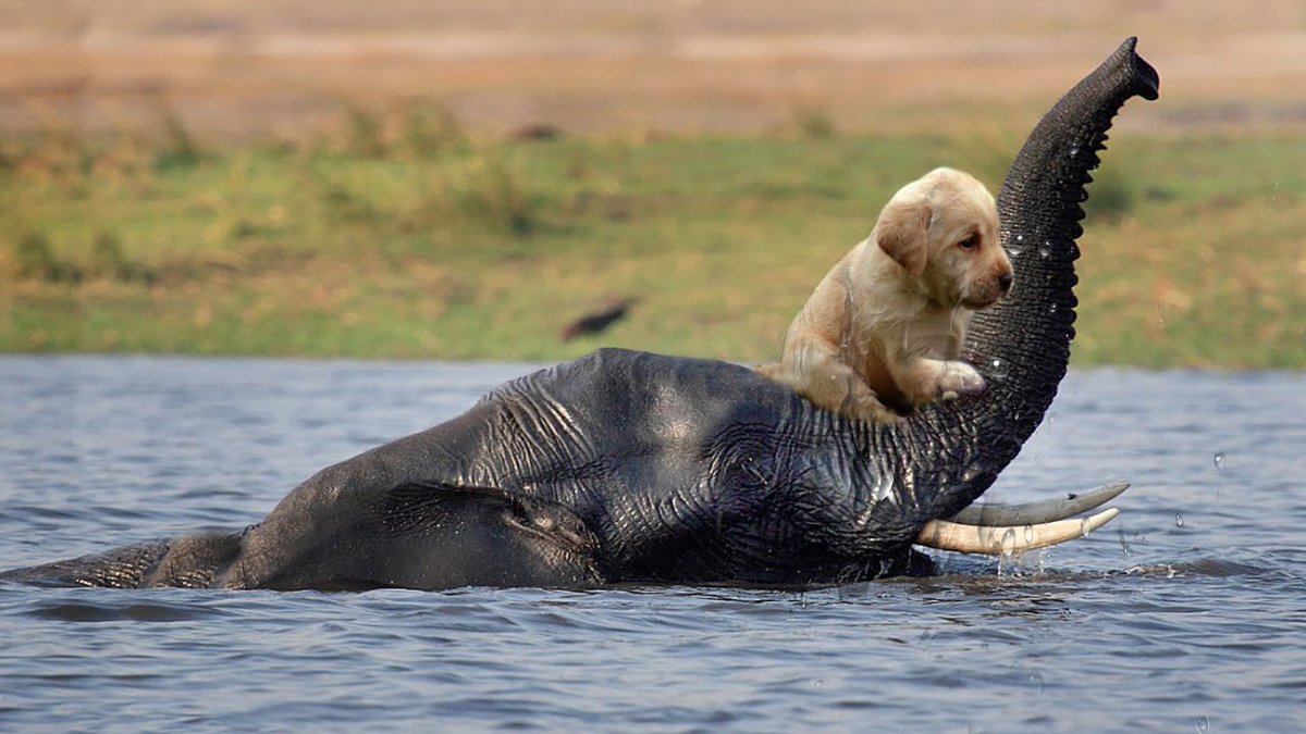 humane_online's tweet photo. Animals are always willing to help other animals in need!
Let's do the same! If you see an animal in need of help, always be willing to help them! https://t.co/Rt8QI9CE46