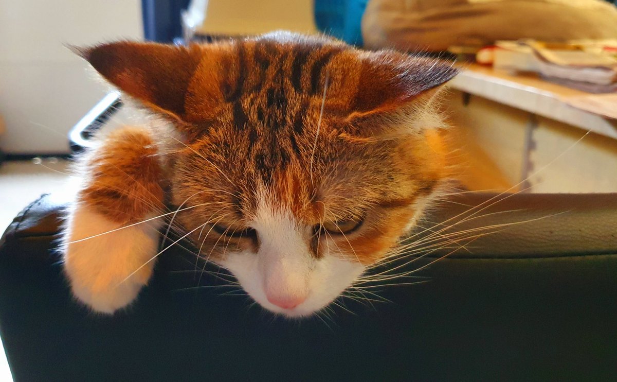 ArjaKastelein's tweet photo. Het olijke duo... #oppassen #oppaskatten #ikhoudervan #iloveit #katten #cats #vakantie 🐾🐾🐈⬛🐈😍 https://t.co/H5vIeOYHEL