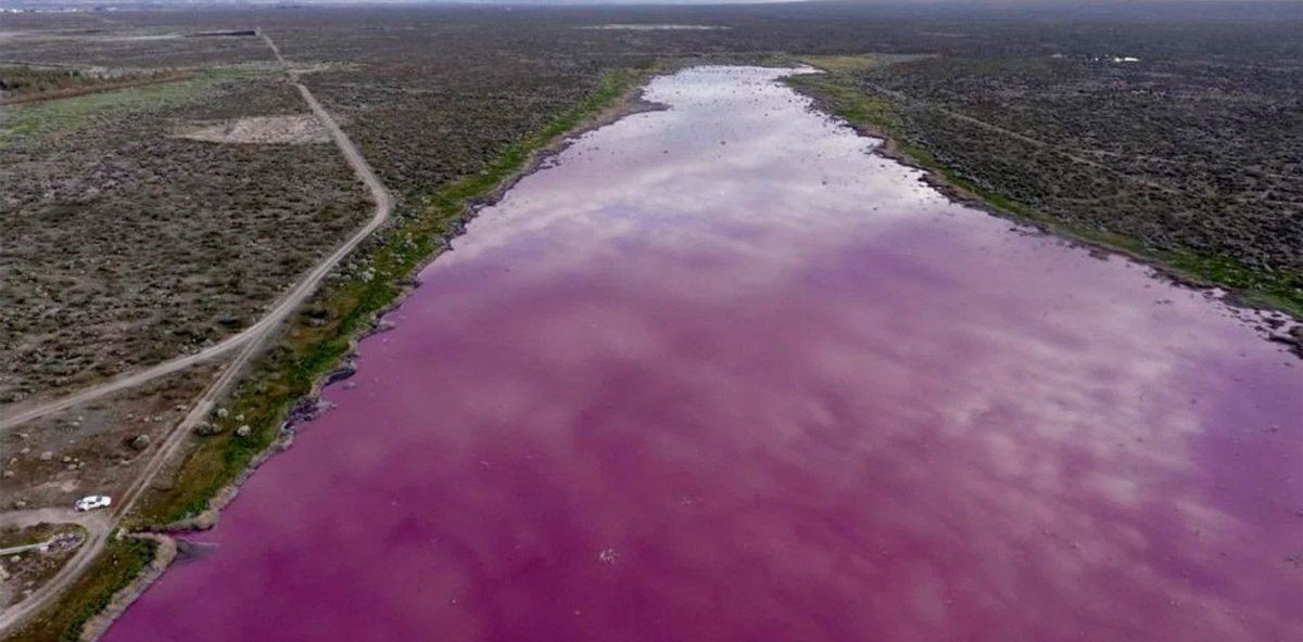 vazquezsilvia's tweet image. El desagote de desechos tóxicos en la laguna de Trelew no sólo daña de manera irreparable a los organismos que habitaban esas aguas, sino que va en contra de la Ley Nacional de Ambiente +