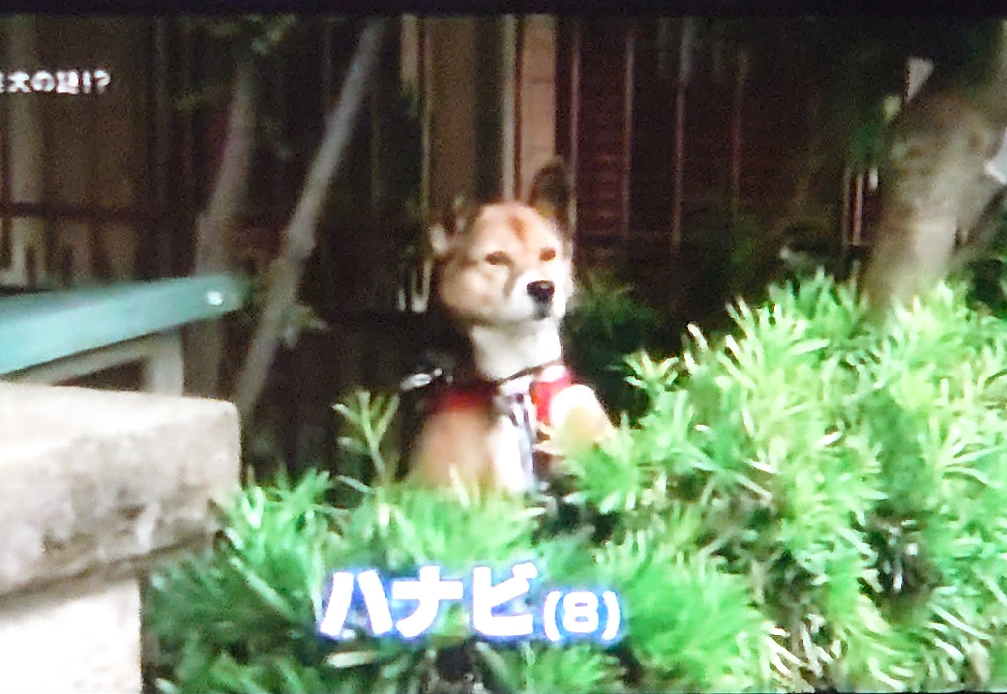 Mizuki 愛され犬のさっちゃん 念願叶ってやっと見ることができた 寛平ちゃんが 俺が思ってたのと違う とコメントしてたのは 同じような脱走犬のハナビの依頼の記憶があったからでは 探偵ナイトスクープ さっちゃん ハナビ T Co