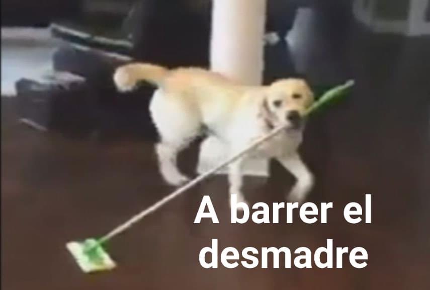 Dilo con perritos tweet media