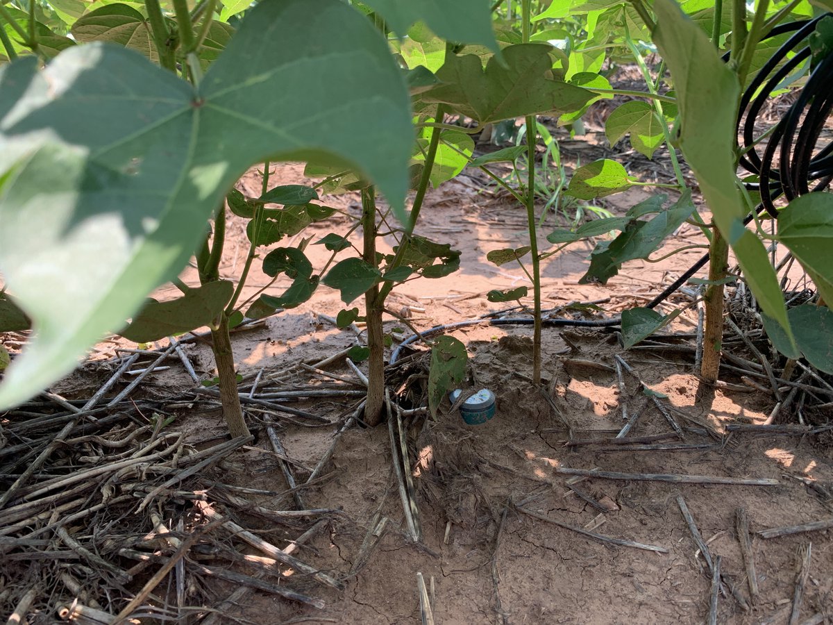 Our team visited 20 #cotton fields in SW OK yesterday where sensors are installed as part of a project funded by <a href="/CottonInc/">Cotton Incorporated</a> &amp; <a href="/USDA_NRCS/">Natural Resources Conservation Service</a>. 
All sites looked good. Ground cover range: 44-94%. NAWF range: 7-9. @OSU_Irrigation <a href="/okstate_ag/">Oklahoma State University Extension</a>