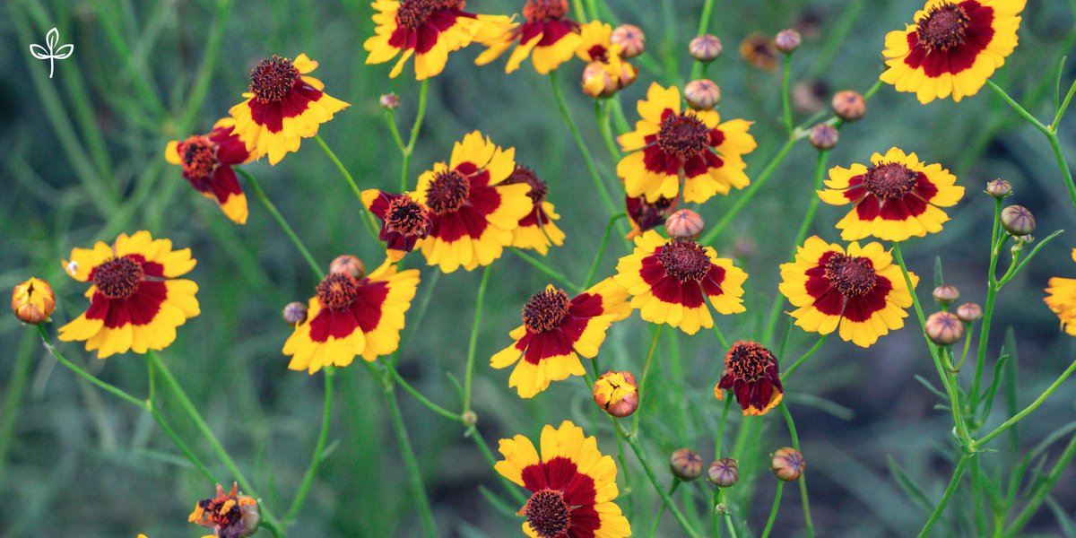 curtisseedco's tweet photo. Plains Coreopsis bloom in the most beautiful yellow and maroon color varieties. Plant these eye-catching #wildflowers in your #garden this #summer! 🤩 https://t.co/0PwXzf1tes