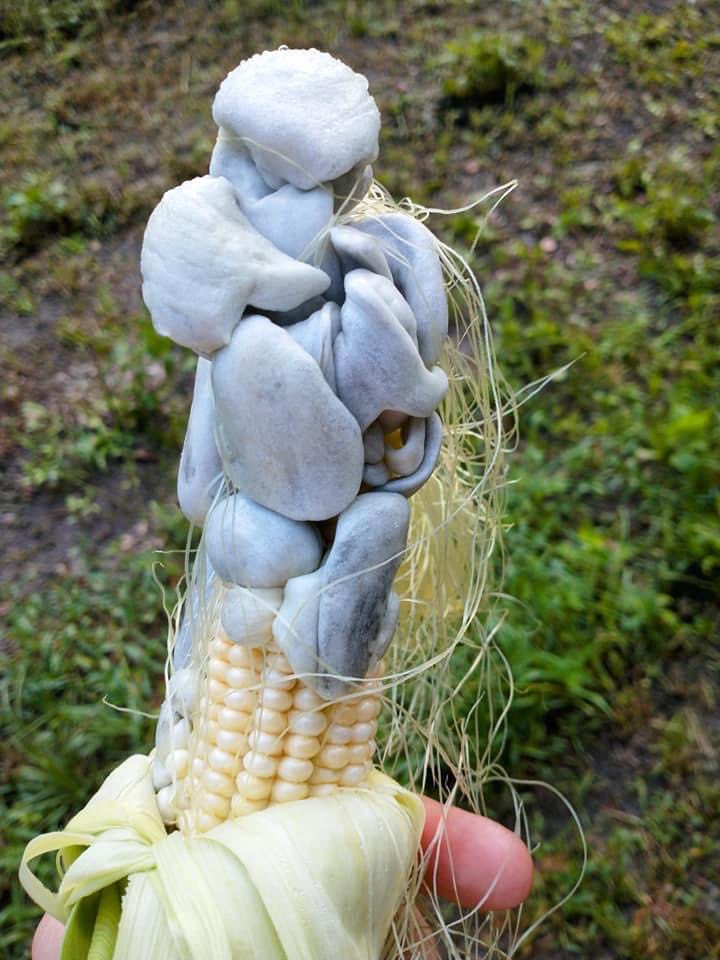 thegallowboob's tweet image. Corn truffles. Just learned that if the heat and humidity are high enough, corn can get infected by a fungus that causes the kernels to expand and become a delicacy known as Corn smut. Cooked they taste like a cross between mushrooms, fresh corn and black truffles. This is real.
