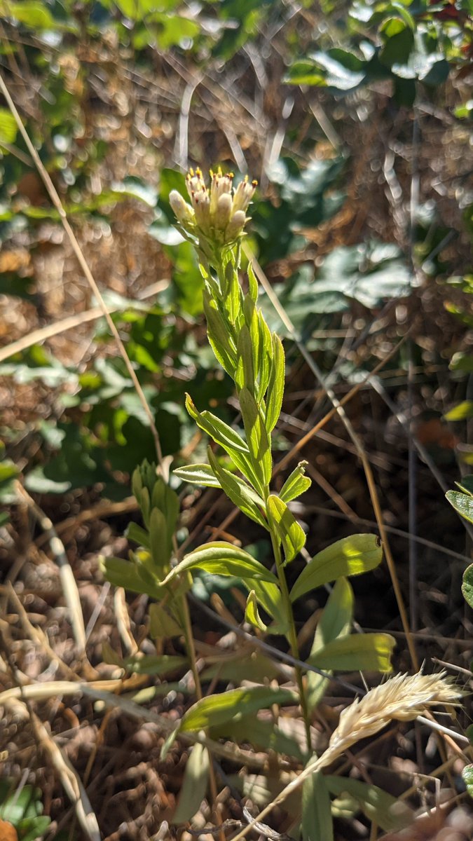 TLC4BC's tweet photo. TLC’s white-top aster survey at the Langvista covenant is coming along! So exciting to see these plants, very rare to the area, beginning to bloom. These are growing in exclusion zones carefully monitored by TLC. 

#whitetopaster #conservationcovenant #habitatprotection https://t.co/ddHwjWfWqI
