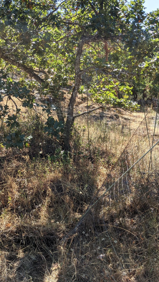 TLC4BC's tweet photo. TLC’s white-top aster survey at the Langvista covenant is coming along! So exciting to see these plants, very rare to the area, beginning to bloom. These are growing in exclusion zones carefully monitored by TLC. 

#whitetopaster #conservationcovenant #habitatprotection https://t.co/ddHwjWfWqI