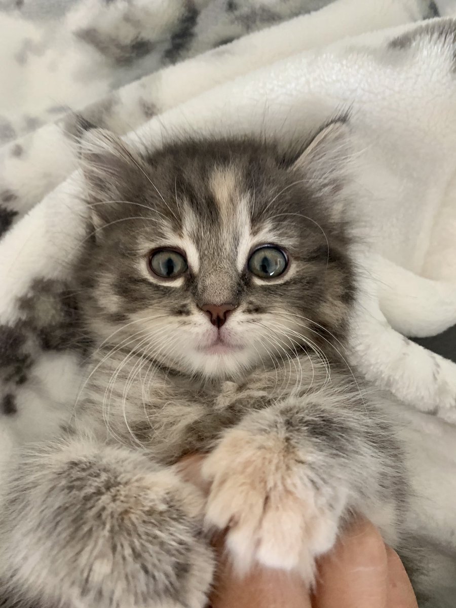 BadawiCarla's tweet image. #PVCastingCall2021 @petvalu