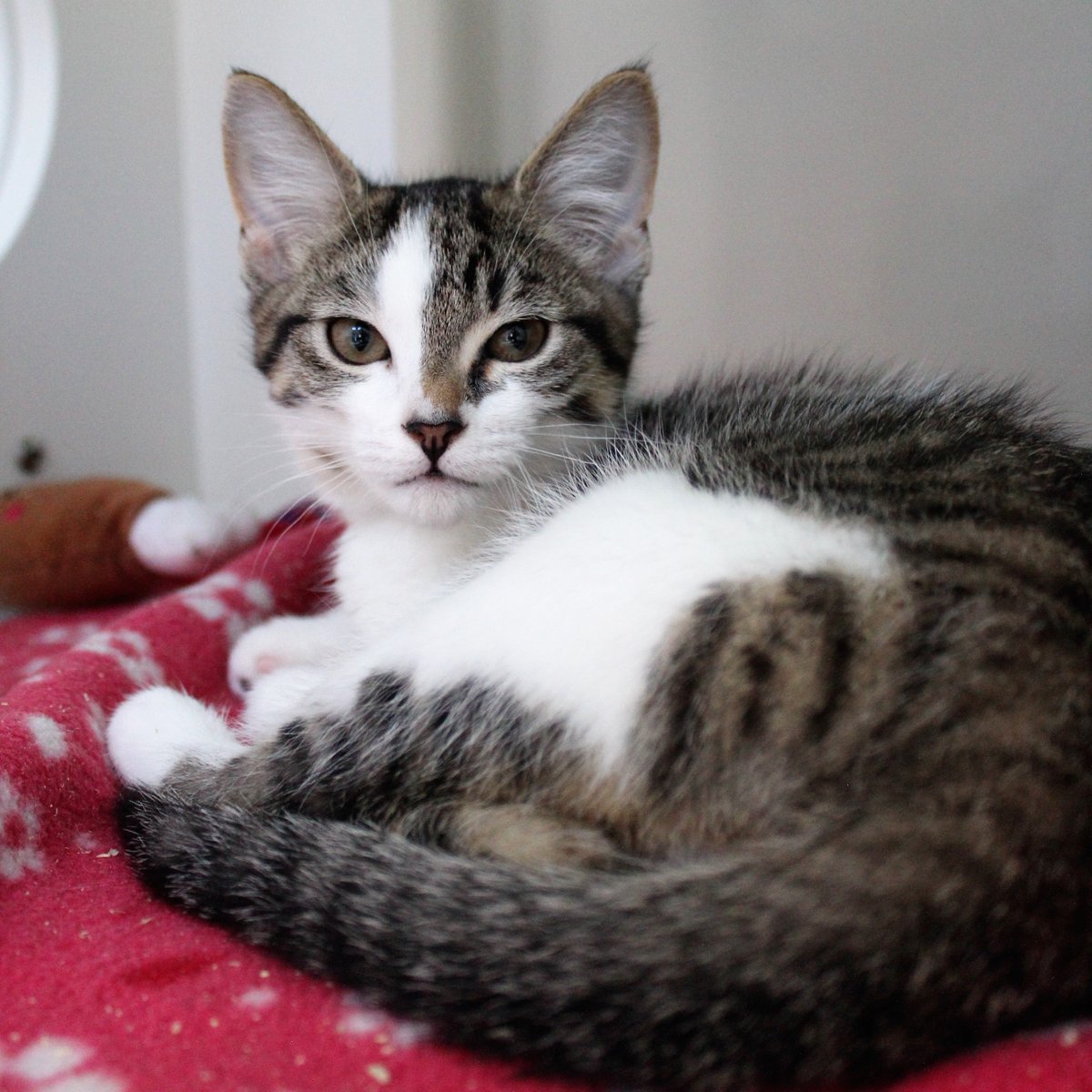 WHSHumane's tweet photo. Kitten alert! We're participating in @PetSmartChariTs National Adoption Week. Visit the PetSmart here in Salem for kittens galore! We're ready to help from 10a through 6p, from now until Sunday. #kittens https://t.co/ug4hoICQiy