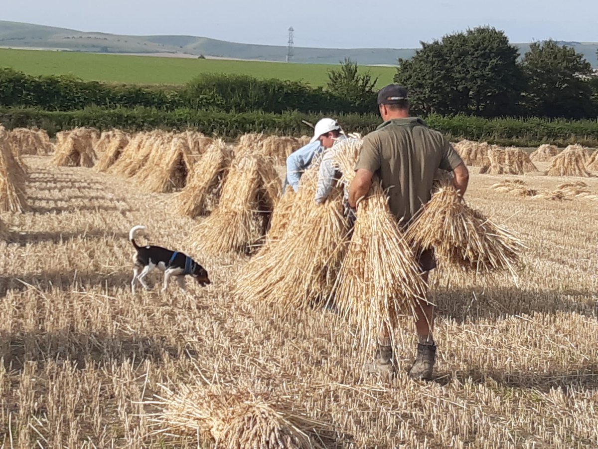 5 acres down and stood up by teatime, ready for a drop of rain... 25  to go!