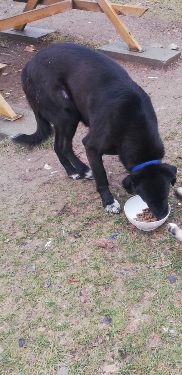 KAYIP KÖPEK
Oğlumuz Patik'i neredeyse 3 haftadır bulamıyoruz. ODTÜ içinde veya çevresinde, özellikle Bilkent taraflarında olabilir. Görürseniz lütfen ulaşır mısınız? Gördüğünüzü düşünüyorsanız fotoğraf çekebilirseniz çok iyi olur. Mavi tasmalı, küpe numarası 064721.