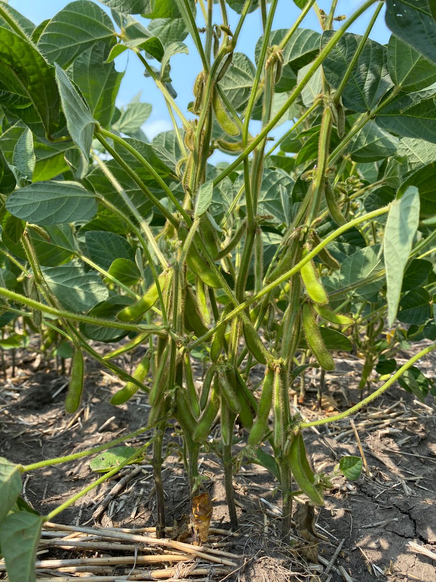 Sevita Soybean tweet media