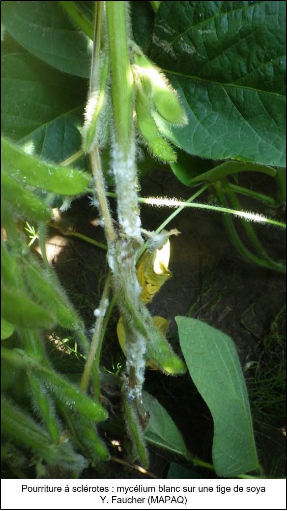 À lire: Fongicides dans le maïs. VGOH : un traitement effectué trop tôt peut être inefficace. Sclérotiniose : surveillez les champs à risque. Populations élevées du puceron du soya. Protection de la récolte des céréales et Cicadelle (luzerne) agrireseau.net/rap/documents/…