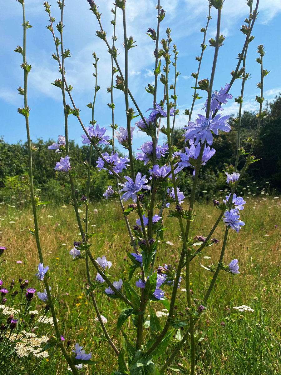 We’ve been watching this lovely plant growing in our little meadow for a few weeks . Yesterday it burst into flower , we think it’s chicory?? #meadow #naturegarden