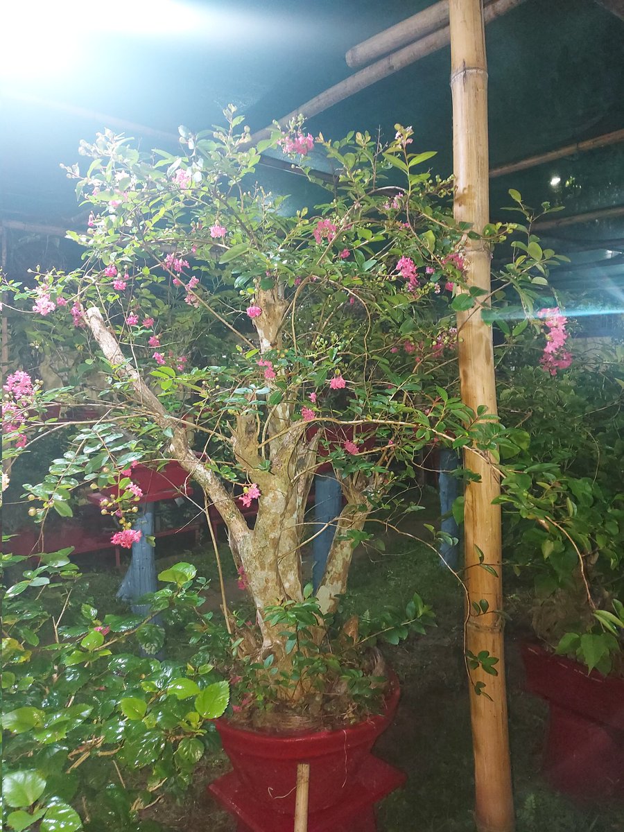 jjayak's tweet photo. Lagestroemia indica (crape myrtle /jarul)Bonsai florescence @ Kumarghat,Tripura (https://t.co/tFsNYQ7XYK) https://t.co/p2XQwJCzSP