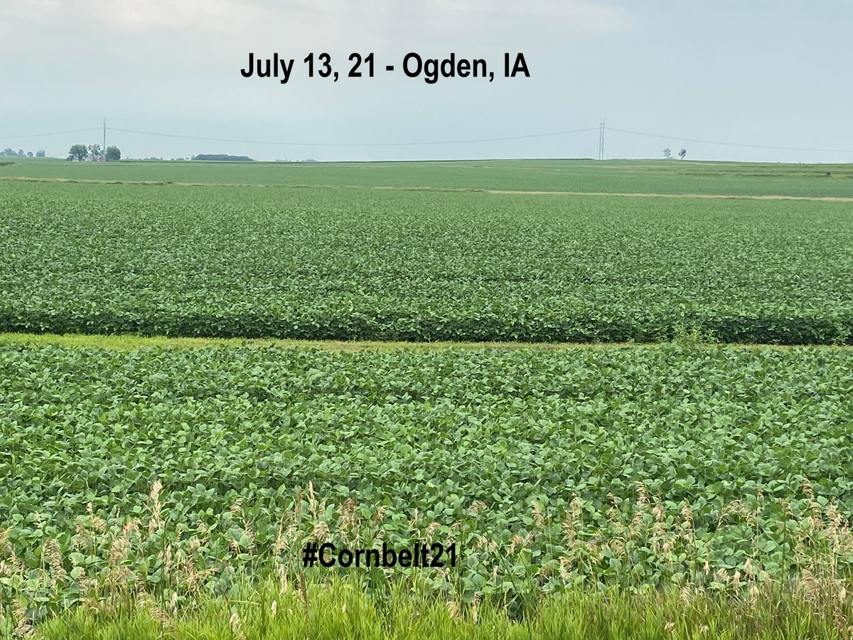 On Day 10 July 13, 21 #Cornbelt21 in state of #Iowa “derecho hit” Central-Southwest quadrant of Iowa was looking good but Southeast was moving backwards with too much moisture over 15 inches in 2-weeks but dry since yellow beans with wet holes in corn. @OntAg @FarmsNews https://t.co/1QAhtB6cb6