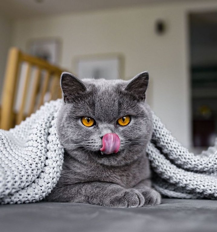 🐱 tweet media